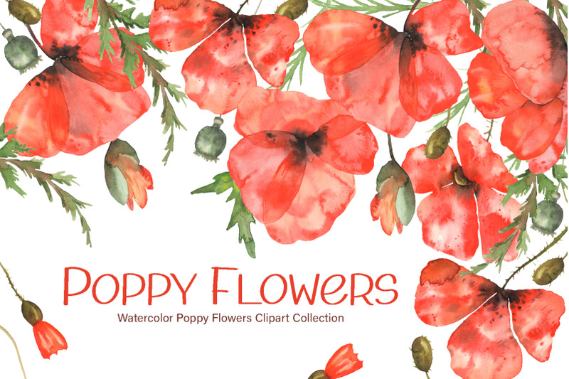 watercolor-poppy-flowers-collection