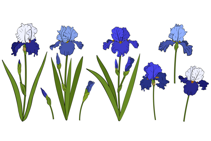 irises-flowers-irises-vector-irises-svg-flowers-svg