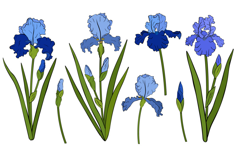 irises-flowers-irises-vector-irises-svg-flowers-svg