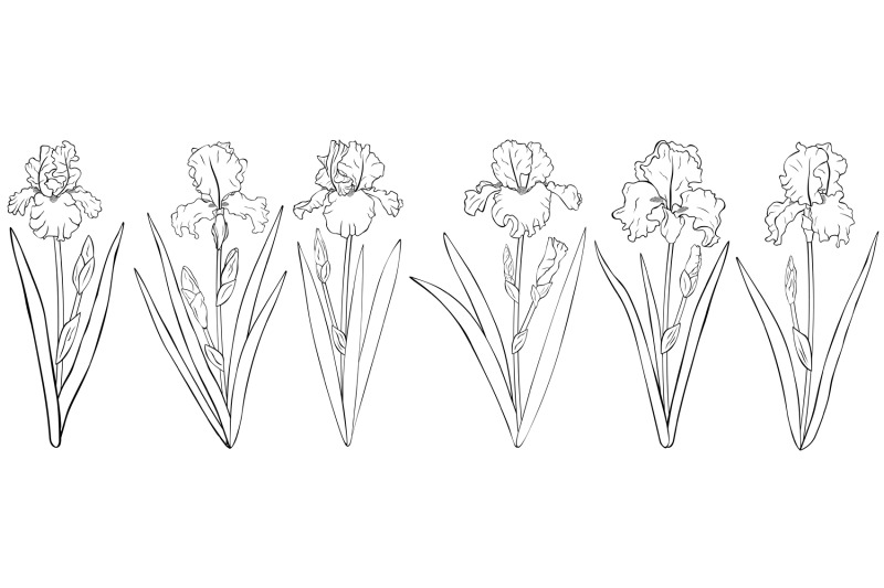 flowers-irises-graphics-irises-coloring-flowers-irises-svg