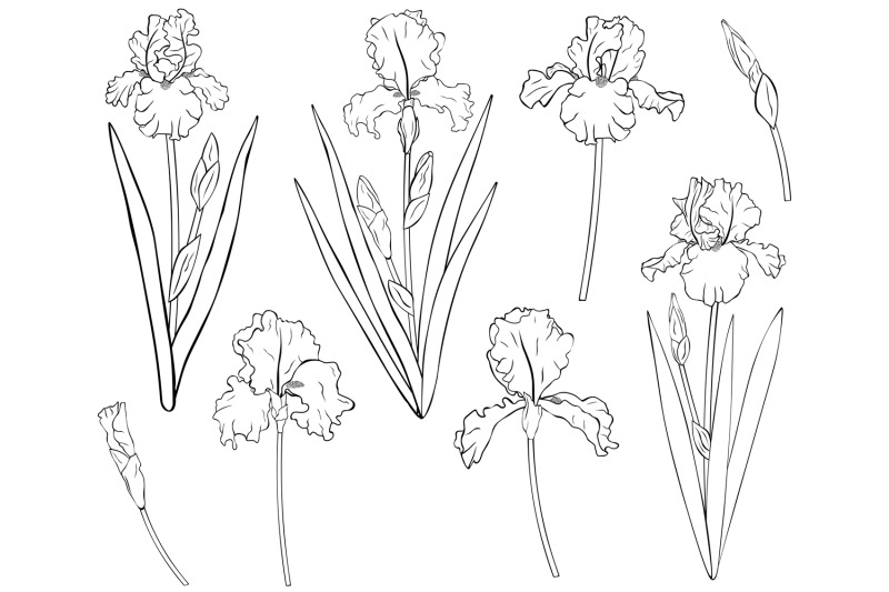 flowers-irises-graphics-irises-coloring-flowers-irises-svg