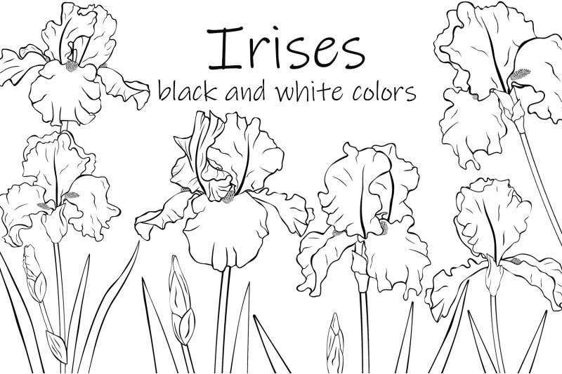 flowers-irises-graphics-irises-coloring-flowers-irises-svg