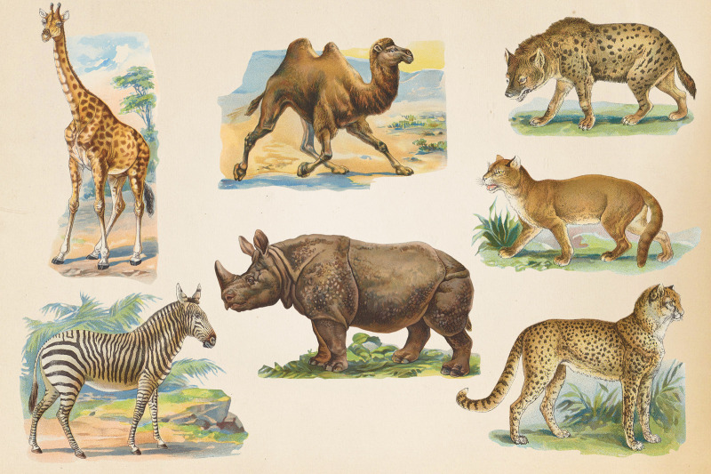vintage-safari-animals