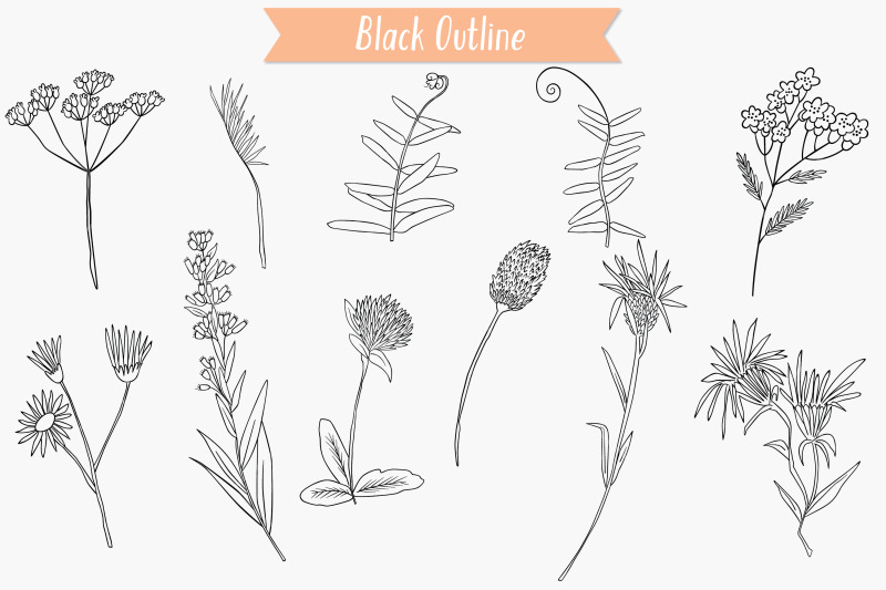 wild-flowers-hand-drawn-meadow-plants-leaves-fern