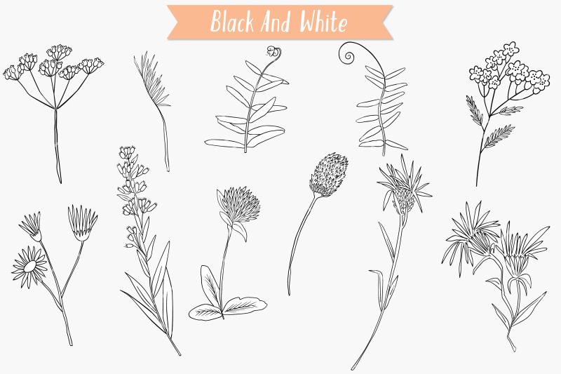 wild-flowers-hand-drawn-meadow-plants-leaves-fern
