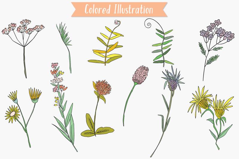 colored-wild-flowers-hand-drawn-meadow-plants-leaves-fern
