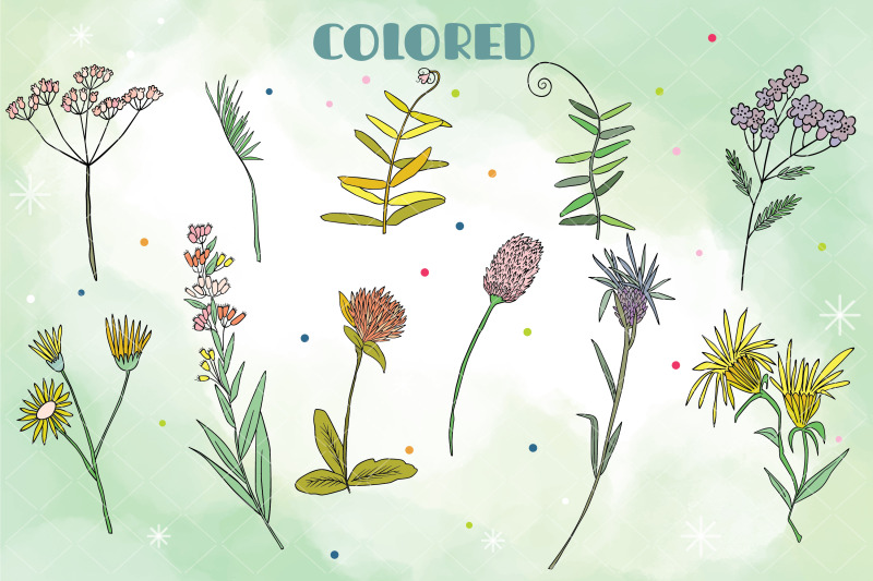colored-wild-flowers-hand-drawn-meadow-plants-leaves-fern