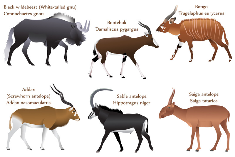 antelopes-colour