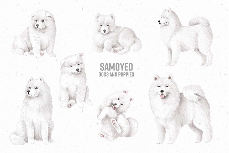 samoyed-dogs-and-puppies