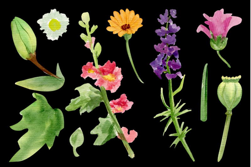 summer-watercolor-flowers-mallow