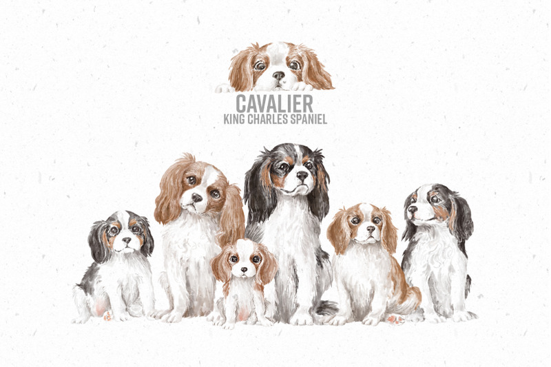 Cavalier King Charles Spaniel By An_Kle