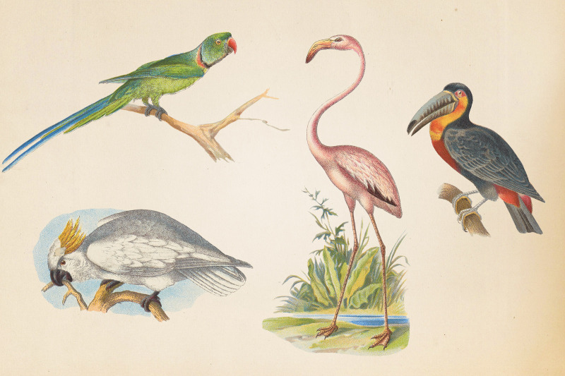 vintage-exotic-birds