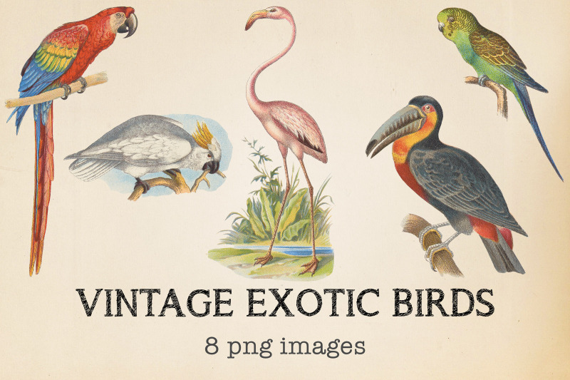 vintage-exotic-birds