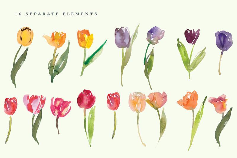 watercolor-tulip-clipart-collection