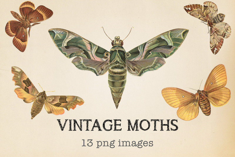 vintage-moths-clipart
