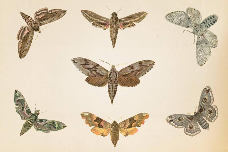 vintage-moths-clipart