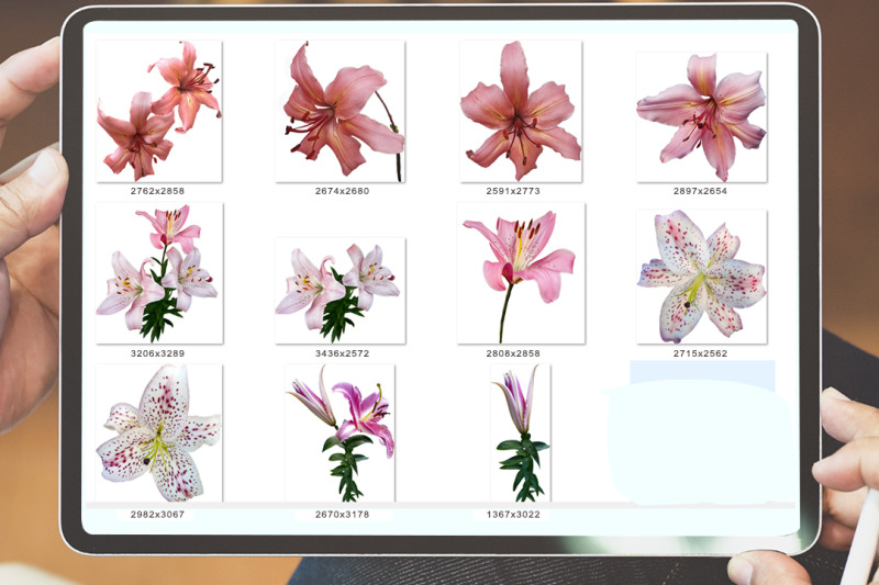 lilies-buds-on-a-transparent-background