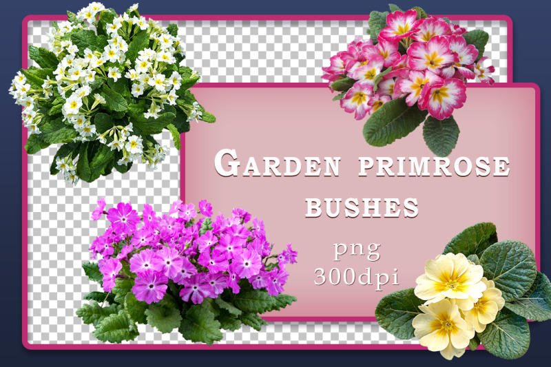 flower-bushes-primrose