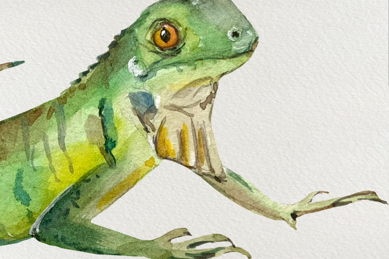watercolor-iguanas-clip-art