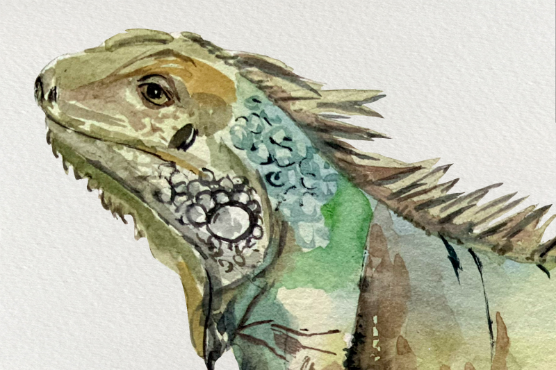watercolor-iguanas-clip-art