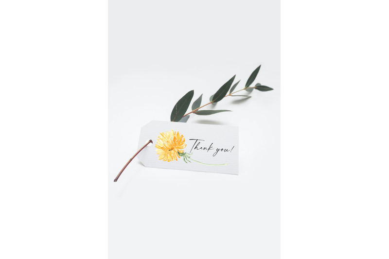 watercolor-floral-clipart-dandelions-png-meadow-flowers-clipart