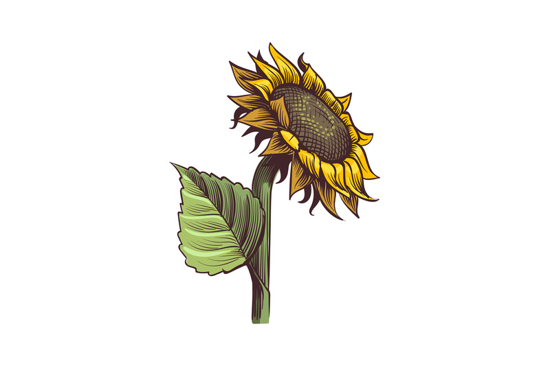 sunflowers-hand-drawn-wildflower-sun-shaped-side-view-yellow-sunny-b