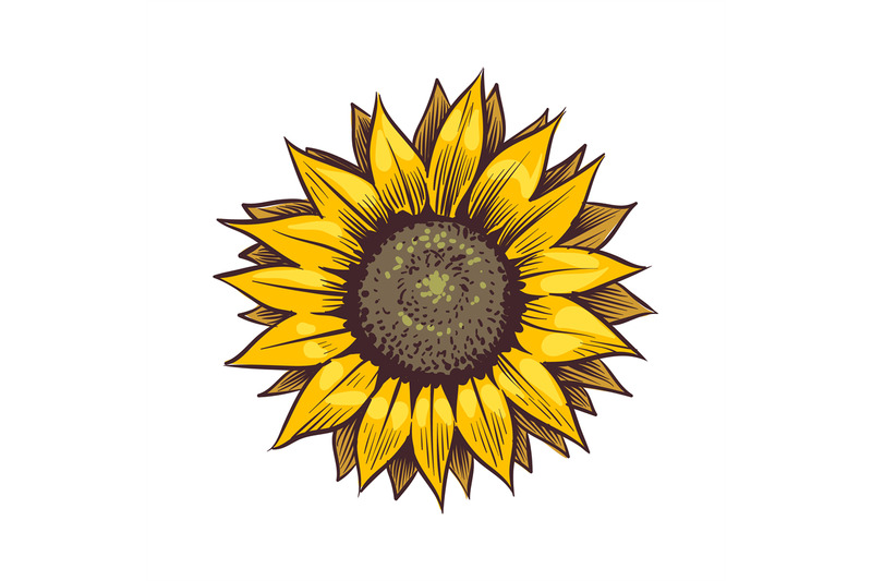 yellow-sunflower-wildflower-sun-shaped-sunny-blossom-with-black-seed