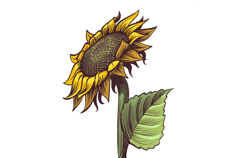 hand-drawn-sunflower-yellow-wildflower-in-sketch-style-sunny-blossom