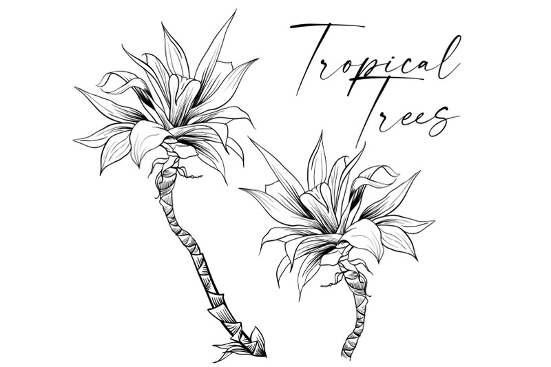 palm-trees-tropical-plants-vector-sketches