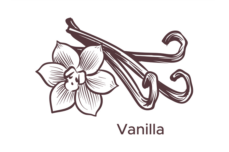 hand-drawn-vanilla-illustration-sketch-cooking-ingredient-for-labels