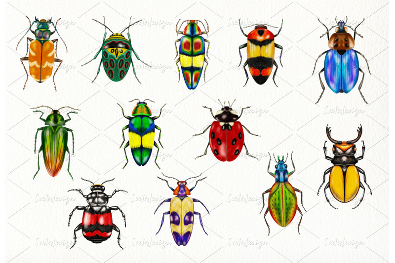 watercolor-beetles-clipart-bug-insects-bug-catching-beetles-png