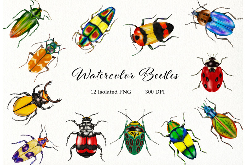watercolor-beetles-clipart-bug-insects-bug-catching-beetles-png