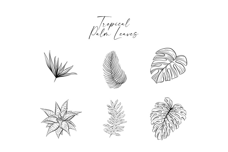 tropical-palm-leaves-and-flowers-vector-sketches