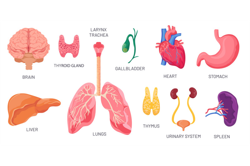 internal-organs-human-anatomical-body-parts-brain-stomach-kidney-a