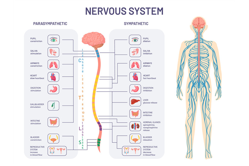 human-nervous-system-sympathetic-and-parasympathetic-nerves-anatomy-a