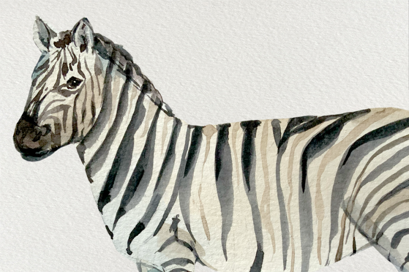 watercolor-zebras-clip-art