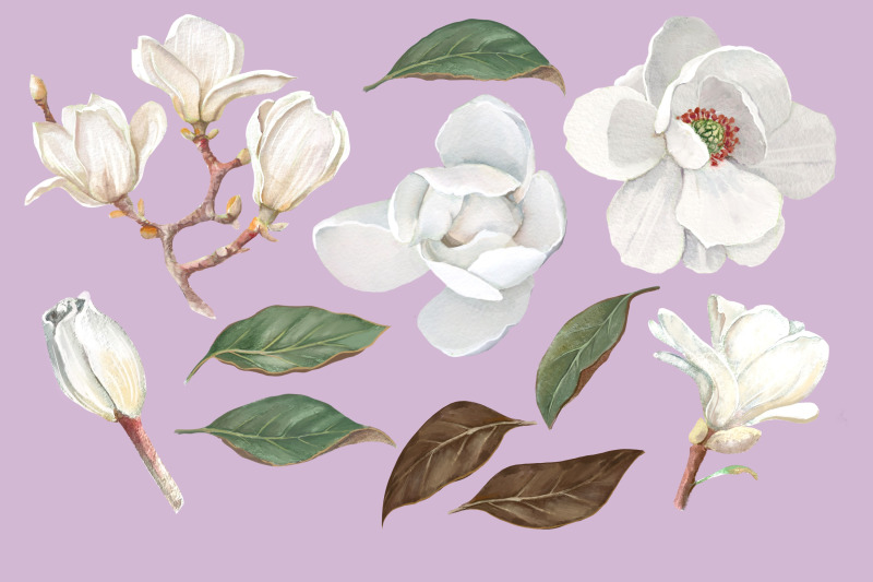 magnolia-flower-watercolor-floral-clip-art