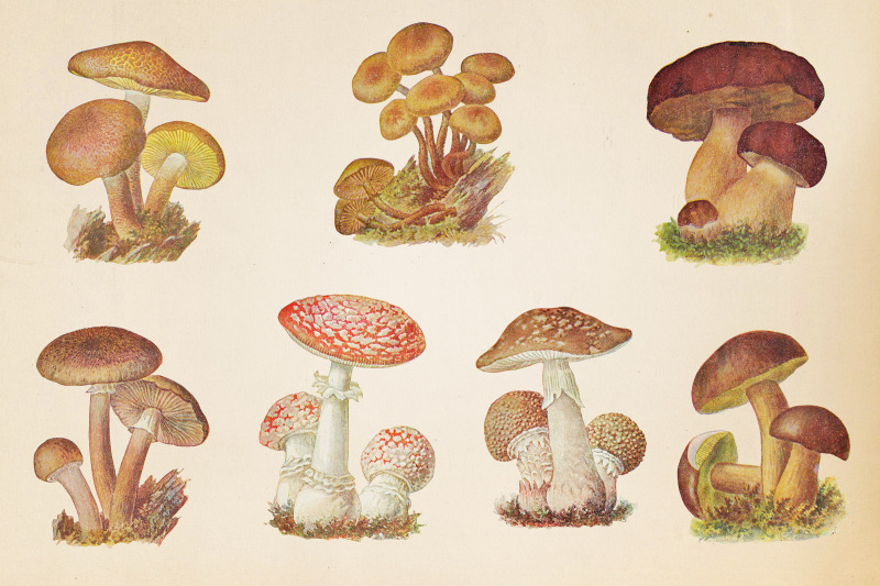 vintage-mushrooms-clipart