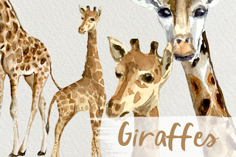 watercolor-giraffes-clip-arts
