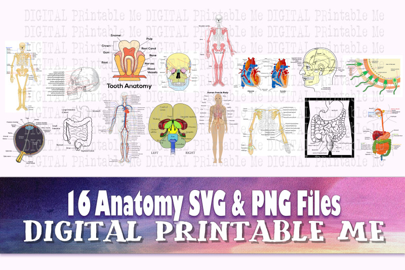 anatomy-svg-png-16-images-clip-art-pack-graphic-teaching-download