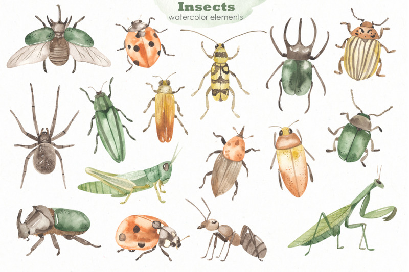 insects-watercolor-collection