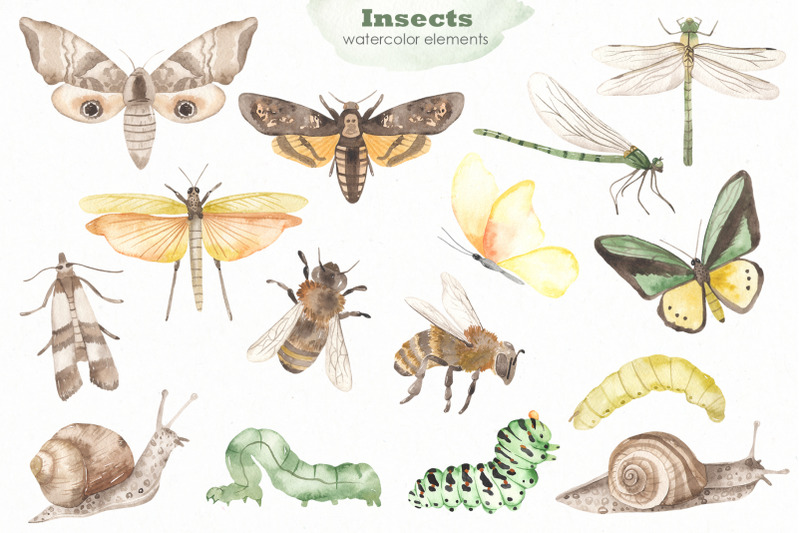 insects-watercolor-collection