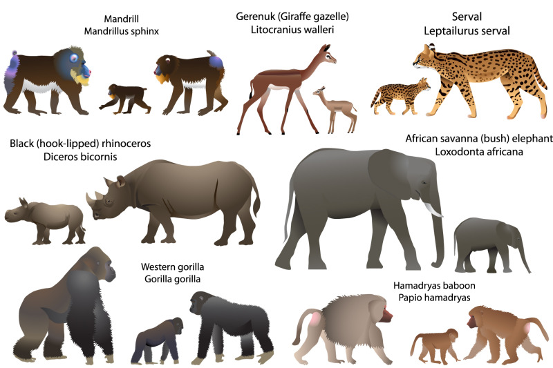 15-animal-species-of-africa-with-cubs