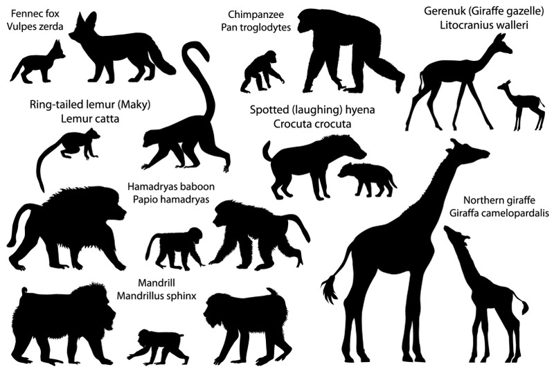 silhouettes-of-16-animal-species-of-africa-with-cubs