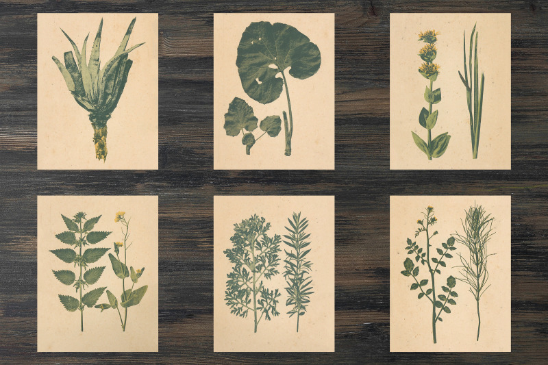 vintage-herbarium-floral-images