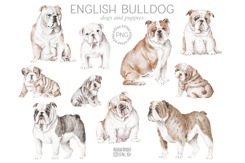 english-bulldog-dogs-and-puppies