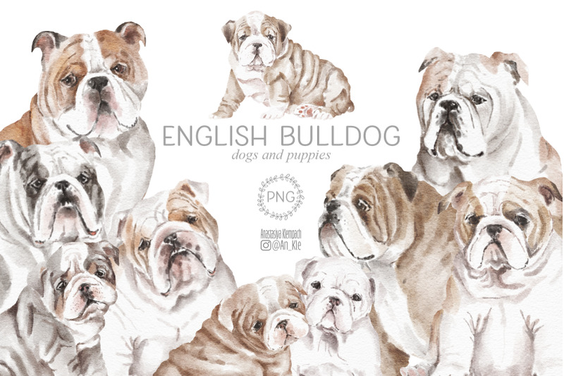 english-bulldog-dogs-and-puppies