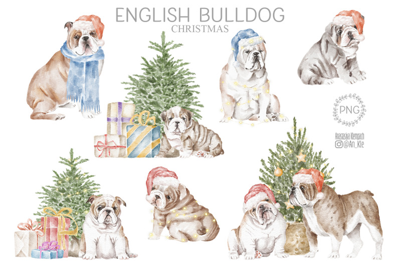 english-bulldog-dogs-and-puppies