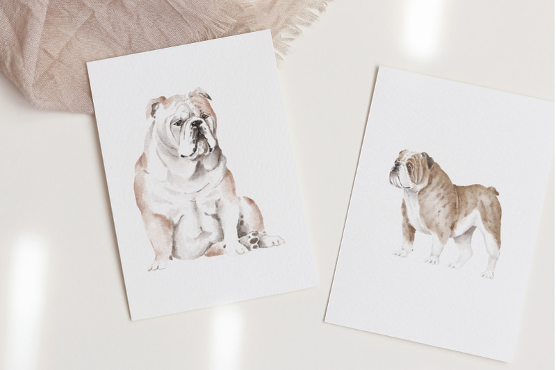 english-bulldog-dogs-and-puppies