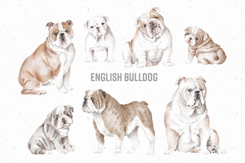 english-bulldog-dogs-and-puppies